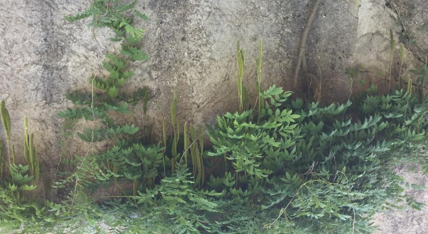 Camere E Appartamenti Baldini Romanita Radda in Chianti Δωμάτιο φωτογραφία